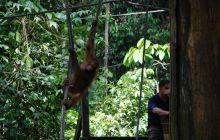 Foto Relacja z Sipadanu