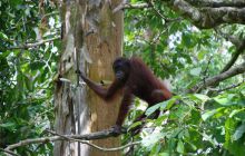 Foto Relacja z Sipadanu