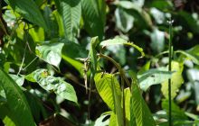 Foto Relacja z Sipadanu