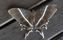 Foto Relacja z Sipadanu