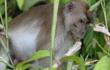 Foto Relacja z Sipadanu