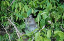 Foto Relacja z Sipadanu