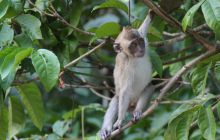 Foto Relacja z Sipadanu