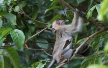 Foto Relacja z Sipadanu