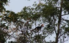 Foto Relacja z Sipadanu