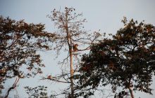 Foto Relacja z Sipadanu