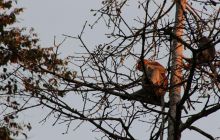 Foto Relacja z Sipadanu