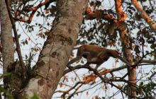 Foto Relacja z Sipadanu