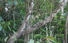 Foto Relacja z Sipadanu