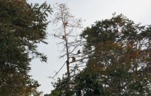 Foto Relacja z Sipadanu