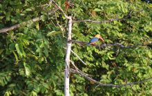 Foto Relacja z Sipadanu