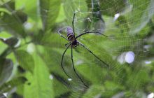 Foto Relacja z Sipadanu