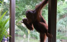 Foto Relacja z Sipadanu