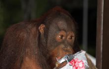 Foto Relacja z Sipadanu