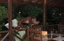 Foto Relacja z Sipadanu