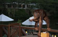 Foto Relacja z Sipadanu