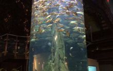 Foto Relacja z Sipadanu