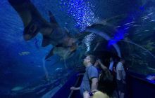 Foto Relacja z Sipadanu