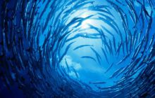 Foto Relacja z Sipadanu