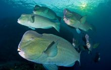 Foto Relacja z Sipadanu