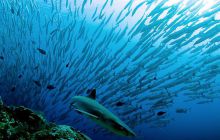 Foto Relacja z Sipadanu