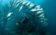 Foto Relacja z Sipadanu