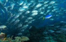 Foto Relacja z Sipadanu