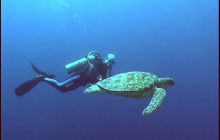 Foto Relacja z Sipadanu