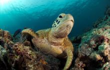 Foto Relacja z Sipadanu