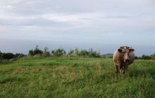 Foto Relacja z wyjazdu na Azory