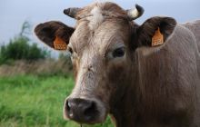 Foto Relacja z wyjazdu na Azory