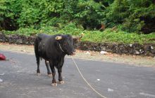 Foto Relacja z wyjazdu na Azory