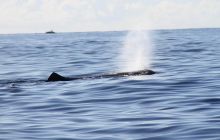 Foto Relacja z wyjazdu na Azory