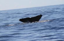 Foto Relacja z wyjazdu na Azory