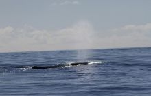 Foto Relacja z wyjazdu na Azory