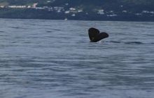 Foto Relacja z wyjazdu na Azory