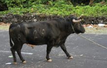 Foto Relacja z wyjazdu na Azory