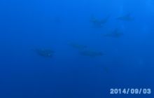 Foto Relacja z wyjazdu na Azory