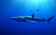 Foto Relacja z wyjazdu na Azory