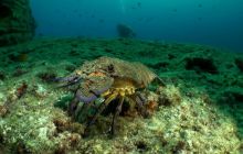 Foto Relacja z wyjazdu na Azory