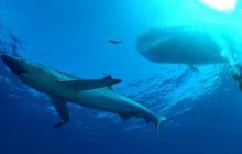 Foto Relacja z wyjazdu na Azory