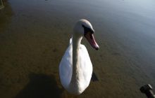 Zdjęcia z pierwszego ogólnopolskiego Turnieju Nurkowego