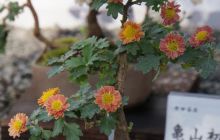 Zdjęcia z wyjazdu na Palau i Truk