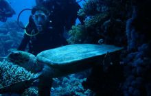 Zdjęcia z wyjazdu na Palau i Truk