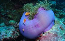 Zdjęcia z wyjazdu na Palau i Truk