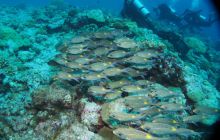 Zdjęcia z wyjazdu na Palau i Truk