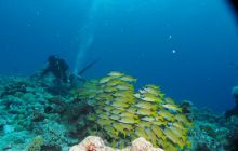 Zdjęcia z wyjazdu na Palau i Truk