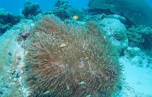 Zdjęcia z wyjazdu na Palau i Truk