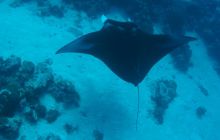 Zdjęcia z wyjazdu na Palau i Truk