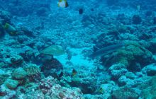 Zdjęcia z wyjazdu na Palau i Truk